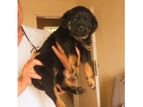 Safkan Dişi Rottweiler Yavrular