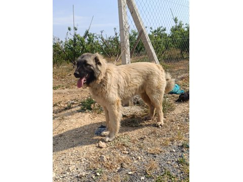 6 Aylık Orjinal Üst Düzey Erkek Yavru Köpeğimiz