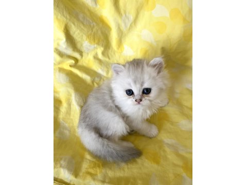 Orjinal Longhair Silver Point Ns 1133 British Longhair