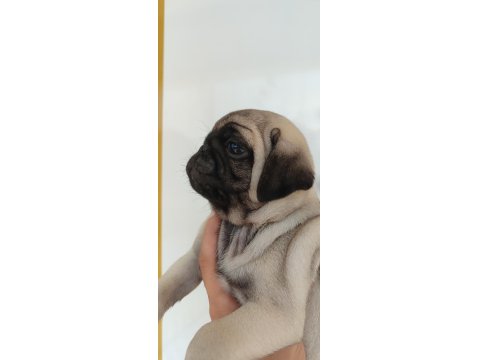 Basık Çocuk Pug