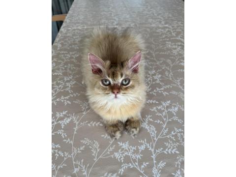 British Longhair Ny25 Black Golden Erkek Yavrumuza Yuva Arıyoruz