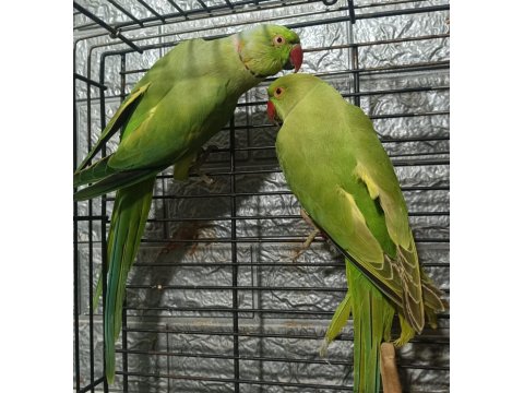 Takım Kapalı Bilezik Pakistan Papağanları