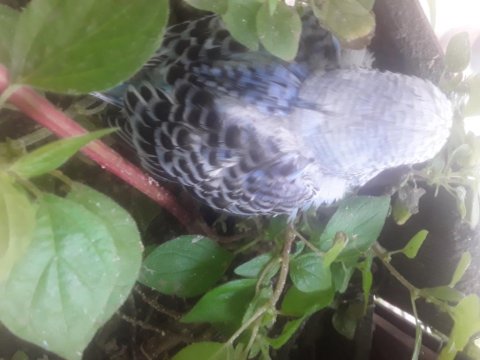 30 Günlük Yavru Muhabbet Kuşu Erkek