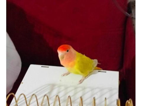 Dişi Sevda Papağanımız Yeni Sahibini Arıyor