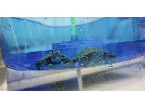 Singapur Kırmızı Yanaklı Su Kaplumbağası