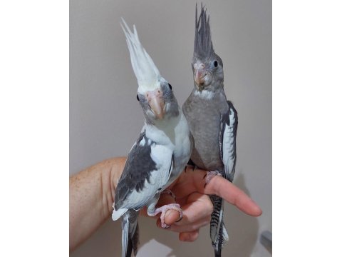 2026 En İyisini İsteyenlere A Kalite Üst Vasıf Yavru Sultan Papağanlar