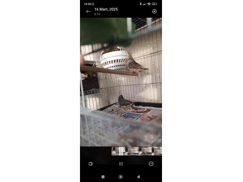 Eşli Genç Takım Kuşlar