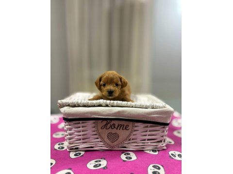 Maltipoo En Küçük Boy Yavrularımız