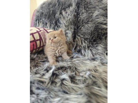 Lilac Long Ve Cinnamon Bebek Kedilerimiz