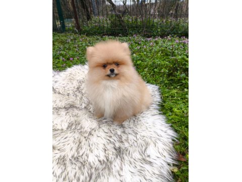 Pofuduk Teddy Bekar Mükemmel Yavru