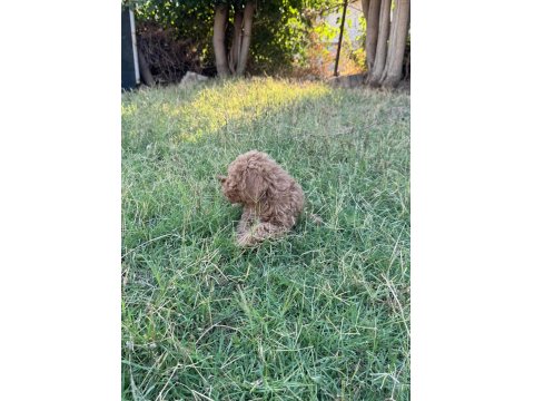 3 Küçük Poodle Ponçik