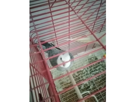 Genç Takım Sultan Papağanı