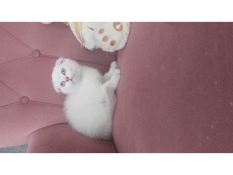 Mükemmel Erkek Scottish Fold Bebeğim