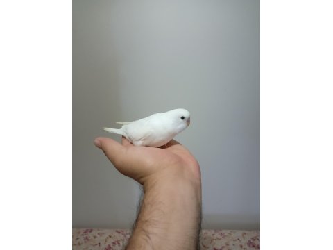 Ev Üretimi Muhabbet Kuşu Yavruları