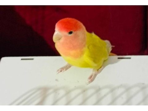 Dişi Sevda Papağanımız Yeni Sahibini Arıyor