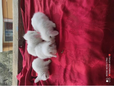 Irk Garantili Lop Tavşanı