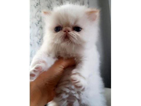İran Exotic Longhair Bebekler
