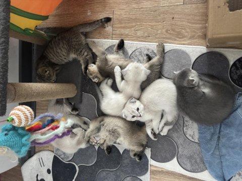 2 Aylık Scottish Blue Point Yavru