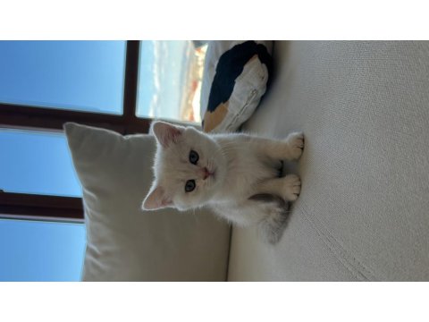 2 Aylık Dişi British Shorthair Kedimiz