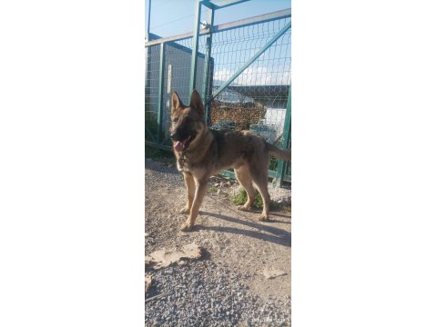 1 Yaşında - Çipli - Belçika Kurdu