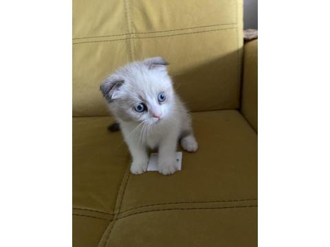 Scottish Fold Sevimli Kedi Yavrusu