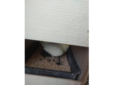 Çift Sultan Papağanımız