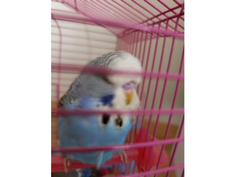 Jumbo Muhabbet Kuşu Yavru