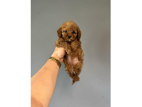 A Kalite Toy Poodle Aşılı Bebeklerimiz