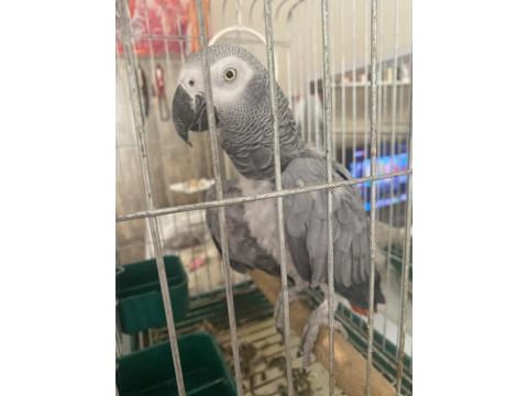 1.5 Yaşında Evcil Isırmaz Jako Papağanı