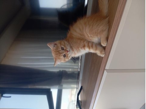 Tatlı Ve Oyuncu British Shorthair