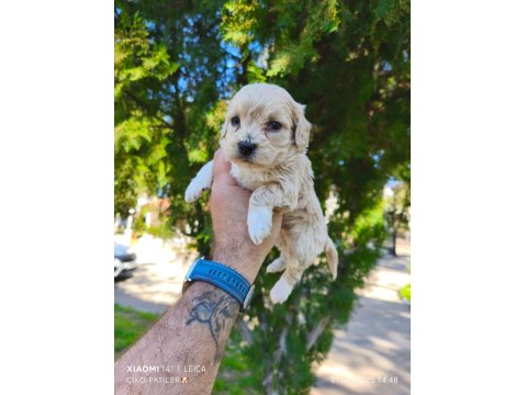Sevimli Maltipoo Yavrularımız İçin Ulaşın