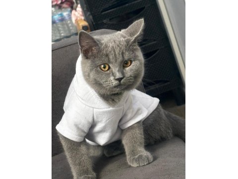 British Shorthair 2 Yaşında
