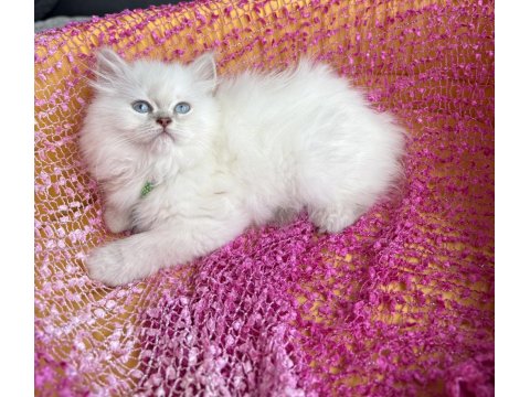Ev Ortamından Kaliteli Erkek British Longhair Yavrular