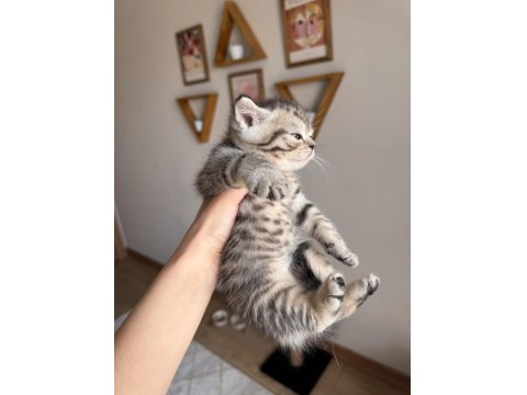 British Shorthair Yavru