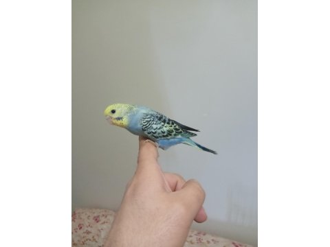 Ev Üretimi Muhabbet Kuşu Yavruları