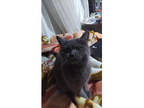 Acil Sahiplendirme Kedimiz