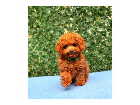 Toy Poodle Cinsi Güzel Yavrularım