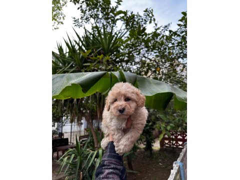 Maltipoo Yavrumuz Sağlık Ve Irk Garantilidir