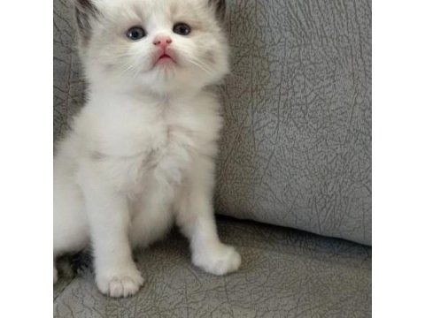 Dişi Ragdoll Yavrumuz Yeni Yuvasını Arıyor