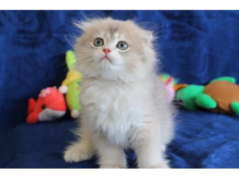 Sevimli Scottish Fold Bebekler Yeni Yuvasını Arıyor