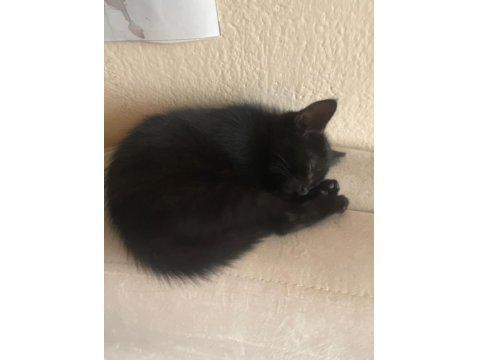 Scottish İle Smokin Kırması