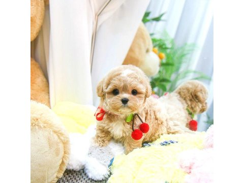 Toy Poodle Cins Yavrularım