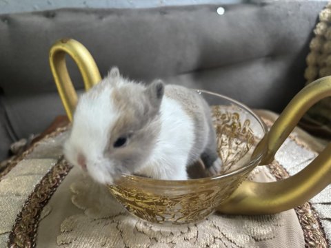 Cüce Tavşan İki Aylık