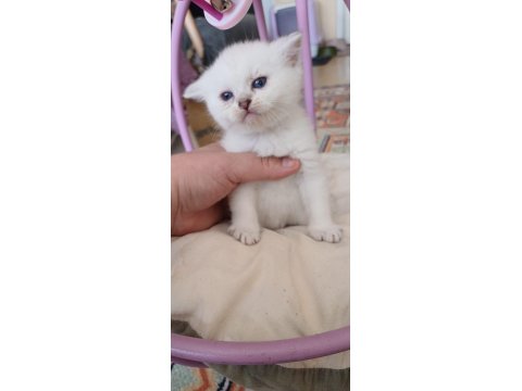 Anne Sütünden Kesilmek Üzere İran Kedisi (Persian)
