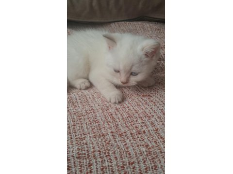 Bembeyaz Mavi Gözlü Dişi British Shorthair Yavru