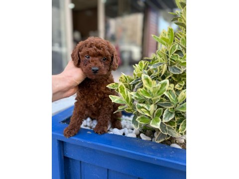 Safkan Mini Poodle Yavrularım