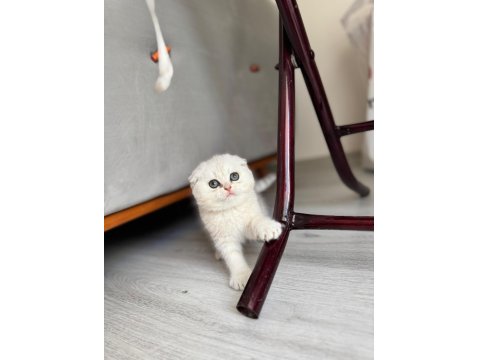 Yeni Yuvasına Gitmeye Hazır Kedilerimiz