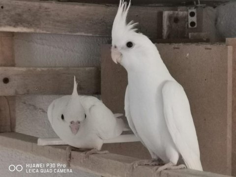 Albino Sultan Papağanı 1 Dişi Ve 1 Erkek