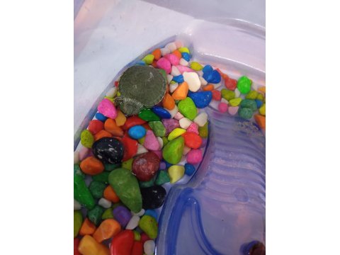 Yavru Singapur Kaplumbağa