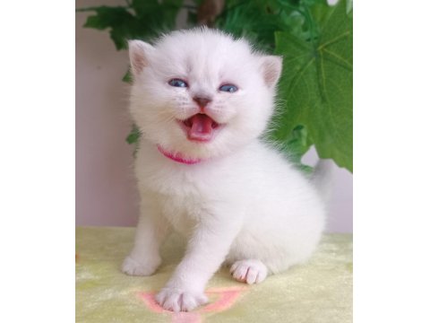 Ayı Surat British Dişi